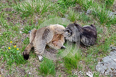 2 Marmots playing in Hohe Tauern National Park, Austria Stock Photo