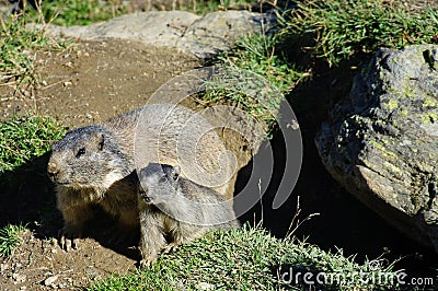 Marmot with her baby near the burrow - Saas Fee - landmark attraction in Switzerland Stock Photo