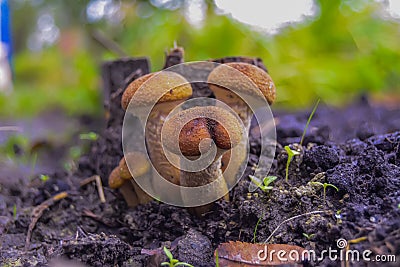 Marmots are waiting for the growing up kids Stock Photo