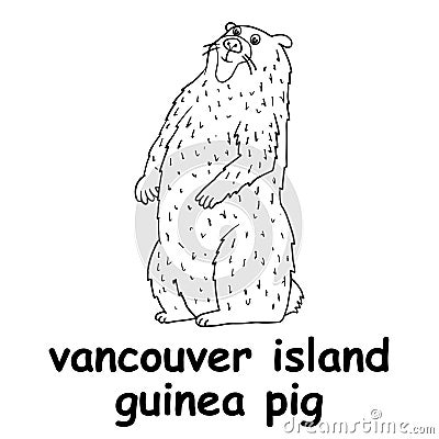 Kids line illustration coloring vancouver island guinea pig. animal outline Vector Illustration