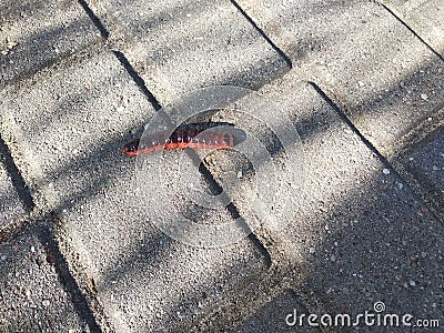 Maroon caterpillar on the pavement. Stock Photo