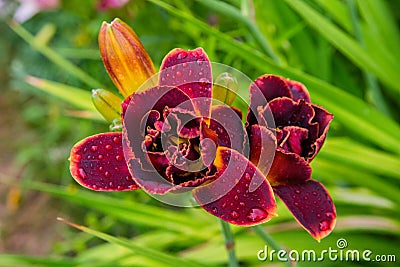 Maroon daylilies flowers or Hemerocallis. Daylilies on green leaves background. Flower beds with flowers in garden. Stock Photo