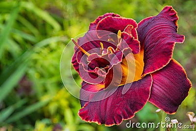 Maroon daylilies flowers or Hemerocallis. Daylilies on green leaves background. Flower beds with flowers in garden. Stock Photo