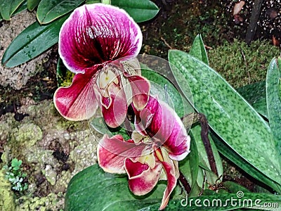 paphiopedilum burloni orchid Stock Photo