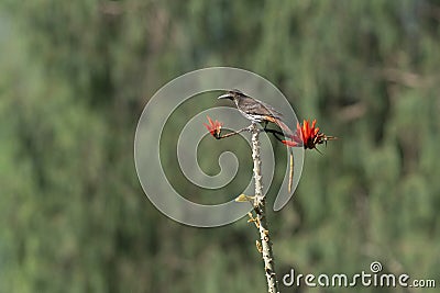 Maroon Oriole, Oriolus traillii at Mahananda Wildlife Sanctuary Stock Photo