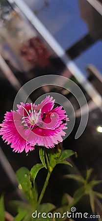 Maroon pink flower with water droplets & blur background Stock Photo