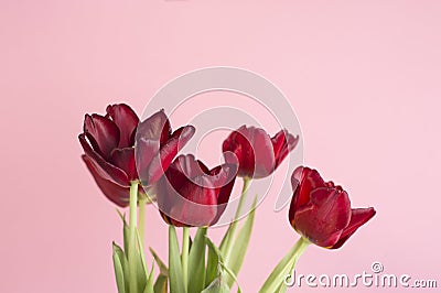 Maroon tulips on a pink background. Stock Photo