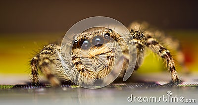 Marpissa muscosa jumping spider Stock Photo