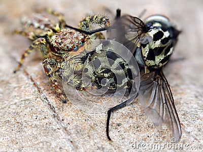 Marpissa muscosa jumping spider Stock Photo