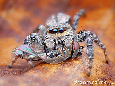 Marpissa muscosa jumping spider Stock Photo