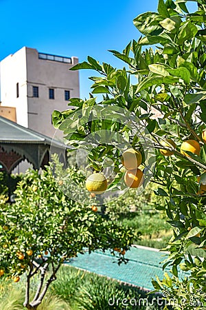 Marrakech, Morocco - Feb 21, 2023: Le Jardin Secret (The Secret Garden), in the old medina of Marrakech Stock Photo