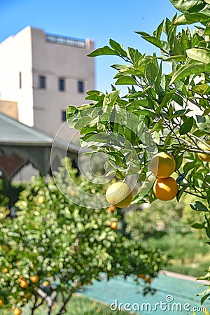 Marrakech, Morocco - Feb 21, 2023: Le Jardin Secret (The Secret Garden), in the old medina of Marrakech Stock Photo