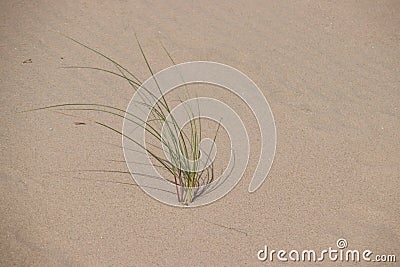 Marram grass in the dunes at the beach of Monster at the North Sea in the Netherlands. Stock Photo