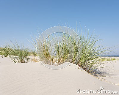 Marram grass or sand reed on sand of dune with shadows from summer sun Stock Photo