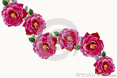 Pink rose flowers painting Cartoon Illustration