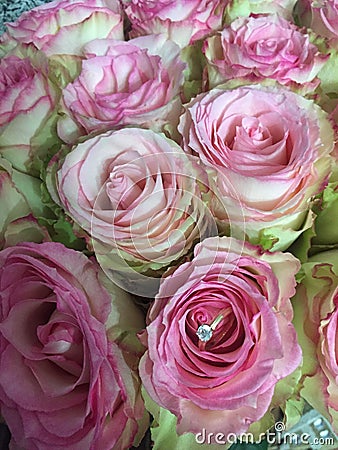 Marriage proposal. Bouquet of pink roses and engagement ring. Stock Photo