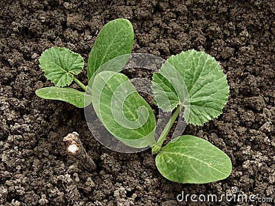 Marrow sprouts Stock Photo