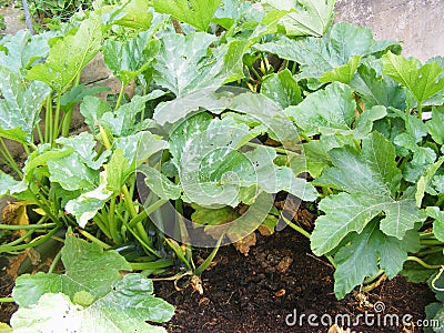 Marrow or zucchini bed, organic traditional plant of cuisine of Belarus Stock Photo