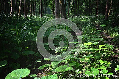 Marsh covered with a coltsfit carpet. Stock Photo