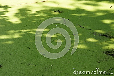 Marsh covered with duckweed Stock Photo