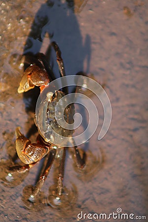 Marsh crab in the mangrove forest Stock Photo