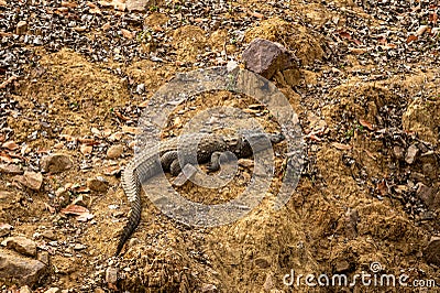 Marsh crocodile or mugger crocodile or broad snouted crocodile basking at ranthambore national park Stock Photo