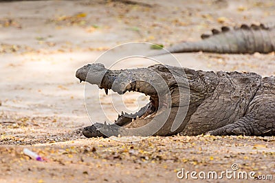Marsh Crocodiles opening big mouth at nature reserve area in the Nehru Zoological Park, Hyderabad, India Stock Photo
