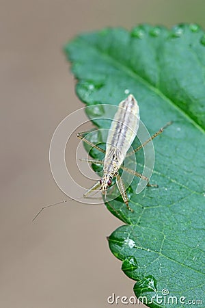 Marsh Damsel Bug, Nabis limbatus Stock Photo