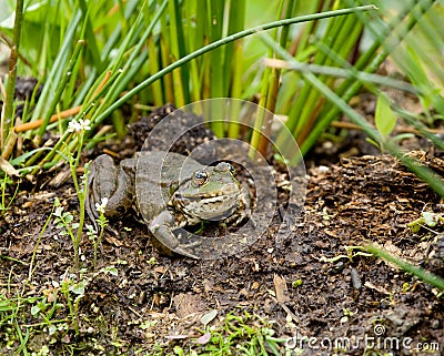 Marsh Frog Stock Photo