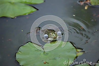 Marsh frog Pelophylax ridibundus Stock Photo