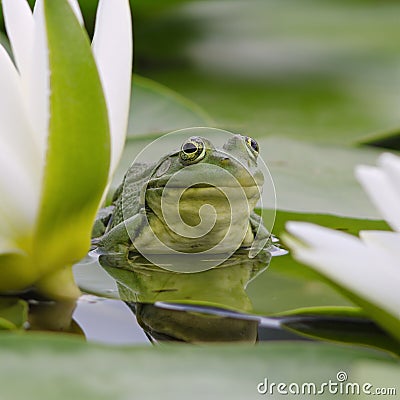 Marsh frog among white lilies Stock Photo