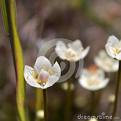 Marsh Grass-of-Parnassus (Parnassia palustris) Stock Photo