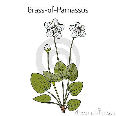 Marsh grass of Parnassus parnassia palustris , medicinal plant Vector Illustration