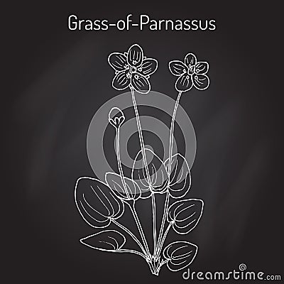 Marsh grass of Parnassus parnassia palustris , medicinal plant Vector Illustration