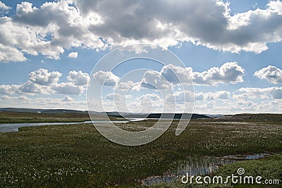 Marsh on Hardangervidda Stock Photo