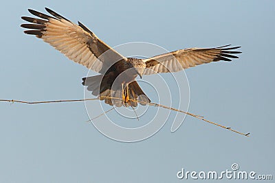 Marsh harrier Stock Photo