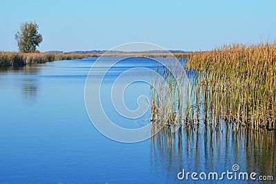 Marsh Stock Photo