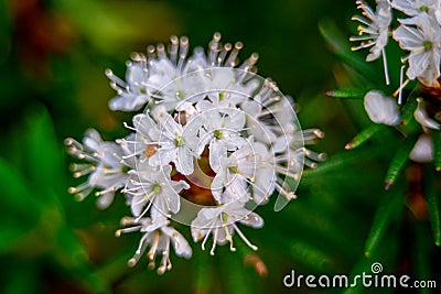 Marsh Labrador bloom Stock Photo