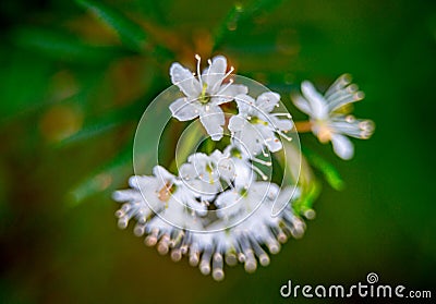 Marsh Labrador petals Stock Photo