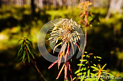 Marsh Labrador Tea fruits in the autumn Stock Photo