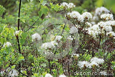 Marsh Labrador tea, northern Labrador tea or wild rosemary Stock Photo