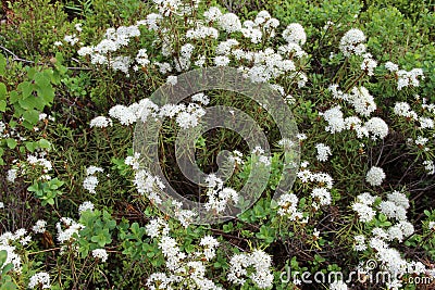 Marsh Labrador tea, northern Labrador tea or wild rosemary Stock Photo