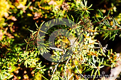 Marsh Labrador Tea plants in the autumn Stock Photo