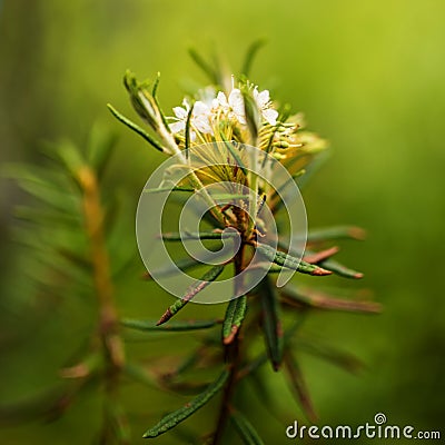 Marsh Labrador Tea Rhododendron tomentosum Stock Photo