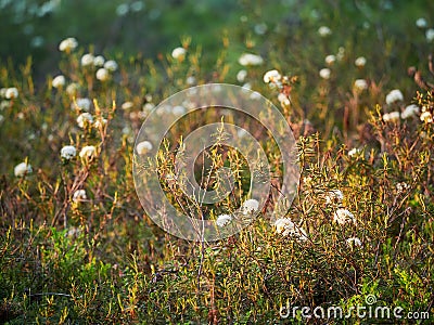 Marsh labrador tea, Rhododendron tomentosum Stock Photo