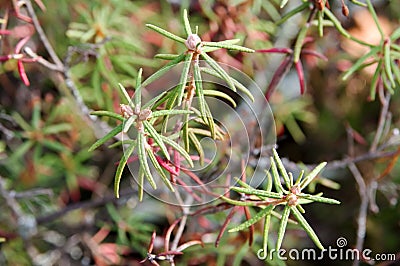 Marsh Labrador tea Rhododendron tomentosum Stock Photo