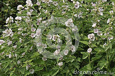 Marsh Mallow Stock Photo