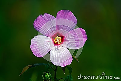 Marsh Mallow Stock Photo