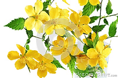 Marsh Marigold Yellow wildflowers in vase isolated on white bac Stock Photo