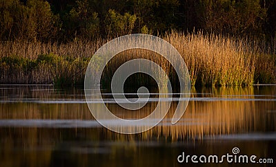 Marsh Morning Light Reflection Stock Photo